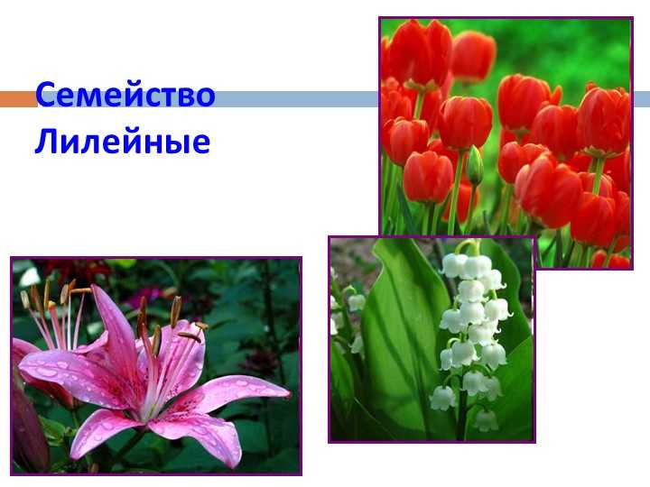 Цветок с оранжевыми цветами: комнатные и садовые растения, особенности, домашний уход