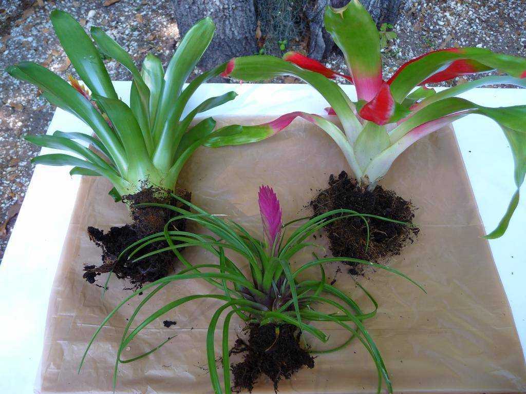 Бромелиевые комнатные растения (25 фото): прицветниковый ананас и цветок бромелия, гузмания и другие роды и виды