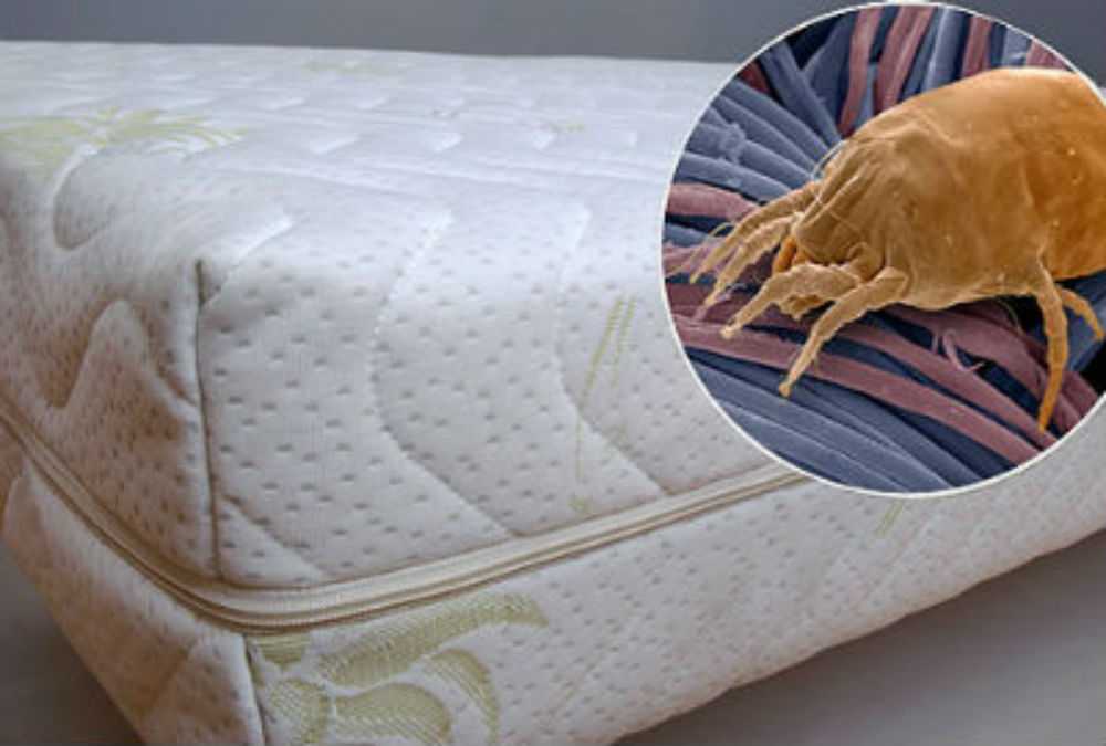 Перьевые клещи в подушках: симптомы и последствия.