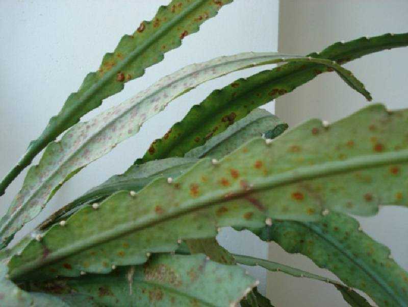 Дримиопсис, лягушатник и ледебурия: много названий одного домашнего растения