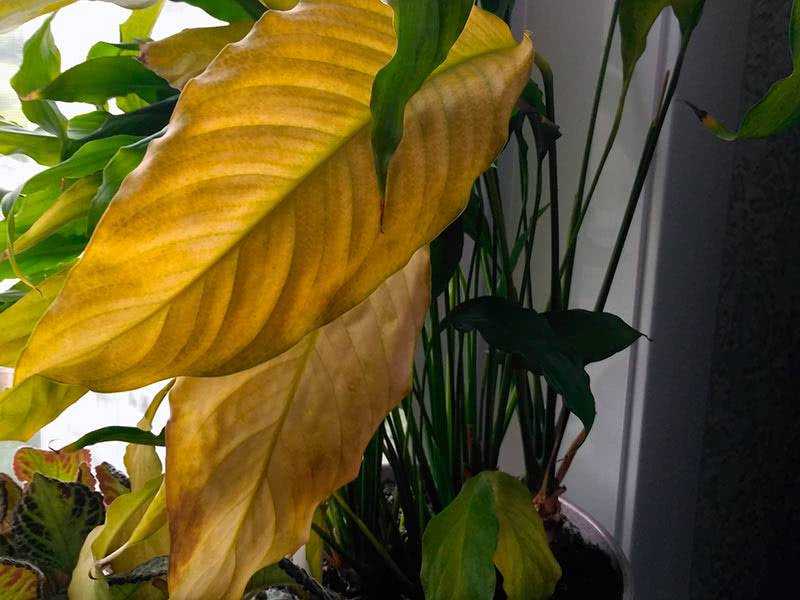 Почему желтеют листья у комнатных растений? что делать, когда у домашних растений желтеют кончики? причины от чего появляются пятна
