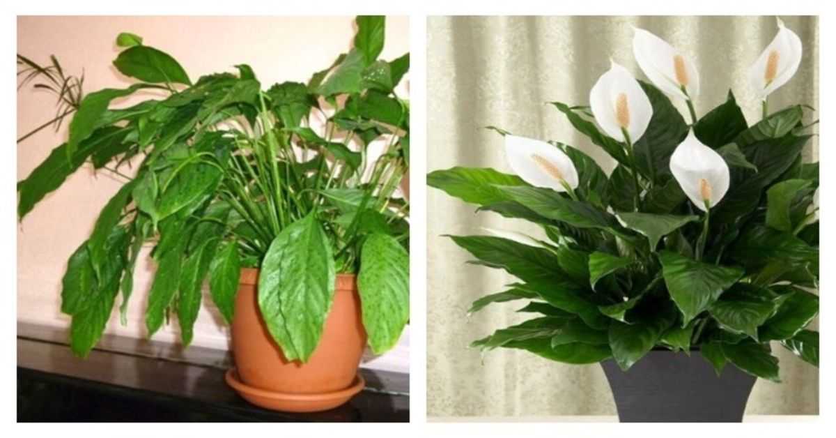 Условия для содержания спатифиллума. почему растение не цветет?