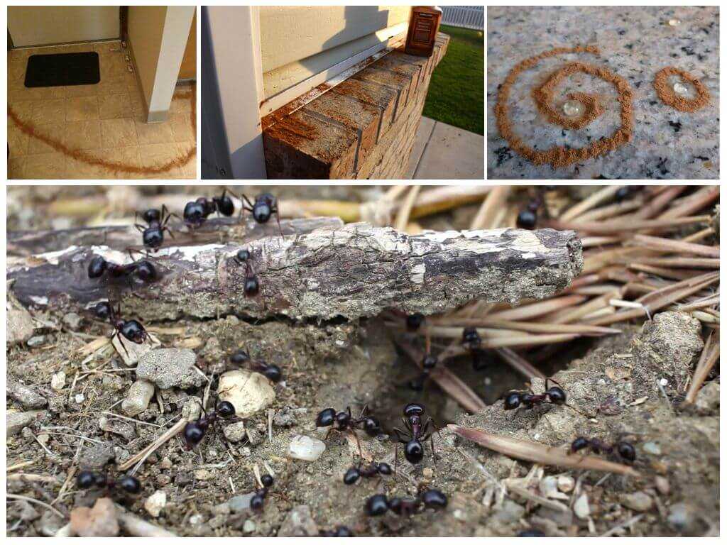 Как вывести муравьев из деревянного дома