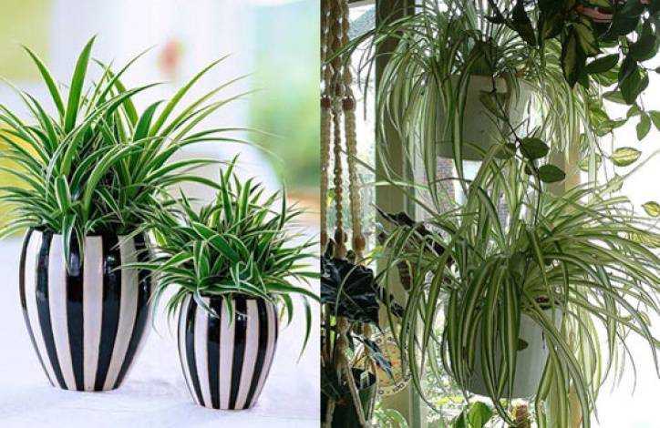 Топ домашних растений очищающих воздух в квартире