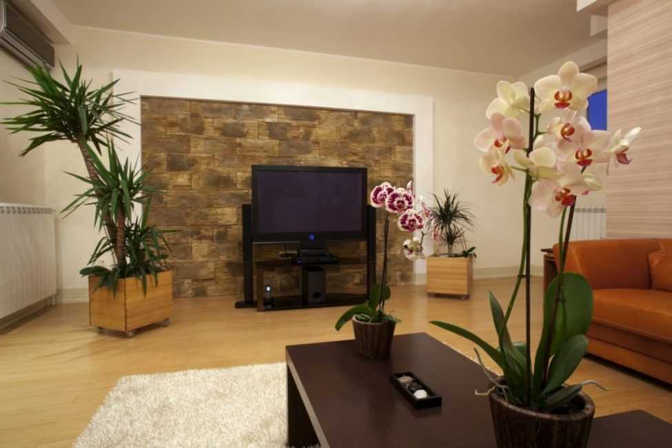 Комнатные растения в интерьере квартиры и дома с фото