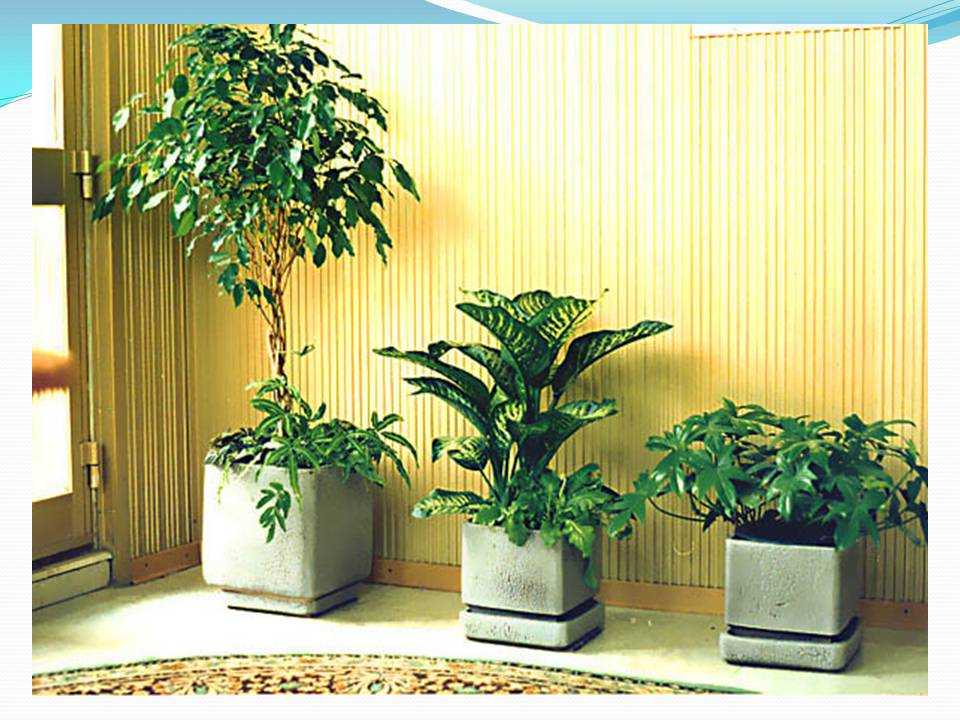 15 самых простых в уходе комнатных растений