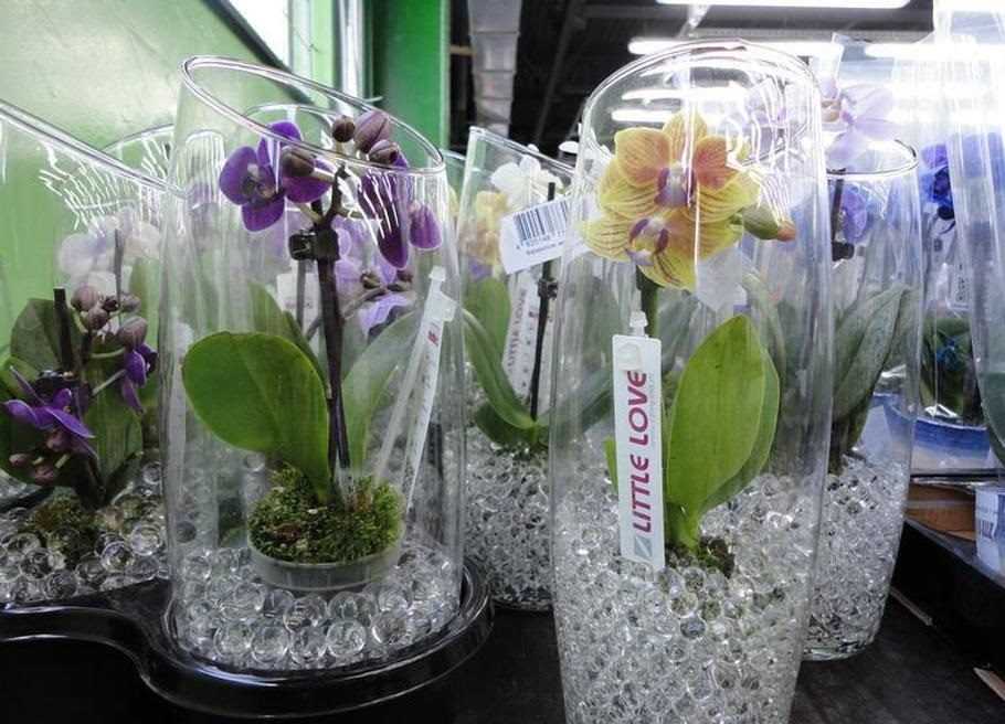 Горшки для орхидей (54 фото): какой горшок нужен для орхидей? каким он должен быть и как его выбрать? лучшие большие прозрачные стеклянные модели