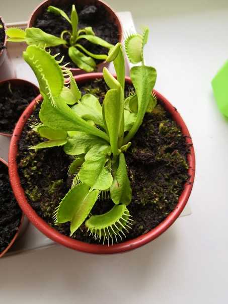 Как вырастить из семян венерину мухоловку? как посадить и вырастить в домашних условиях? как правильно растить цветок «дионея»?