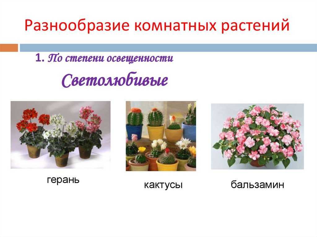 Комнатные растения с большими листьями. комнатные цветы с названиями и фото