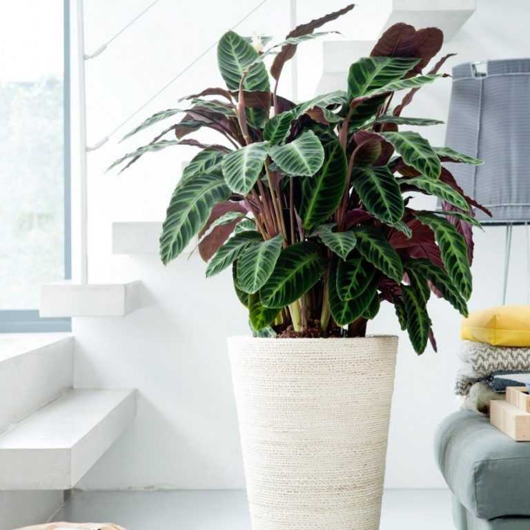 Декоративно-лиственные комнатные растения