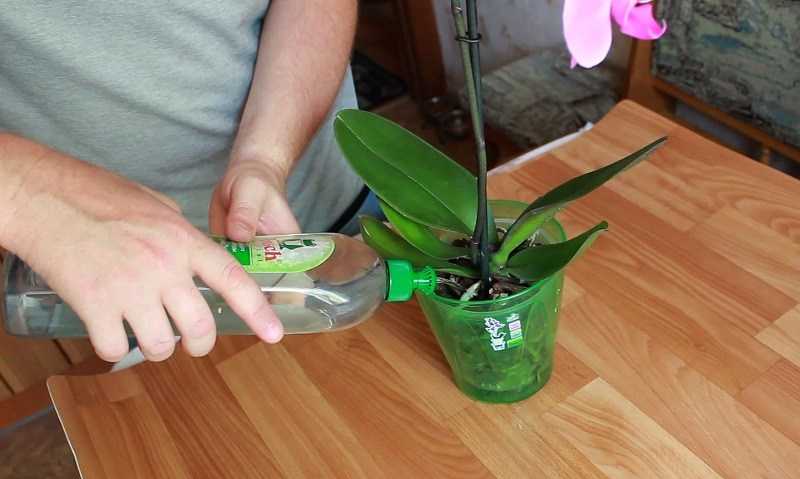 Как нарастить корни у орхидеи фаленопсис: видео о способах над водой и в воде, а также других быстрых методах