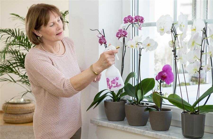 Возможно ли размножение орхидей корнями в домашних условиях?