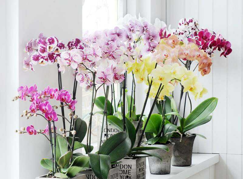Как расположить орхидею в интерьере