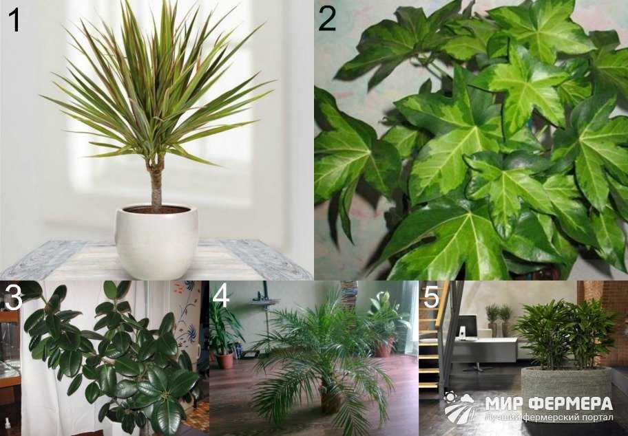 Топ-15 лучших комнатных растений для гостиной