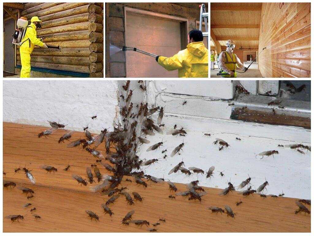 Как избавиться от муравьев в дачном доме