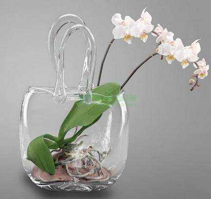 Орхидея в прозрачном горшке: чем обусловлен выбор?