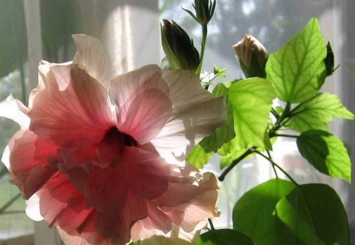 Гибискус (китайская роза): описание и уход, посадка, размножение, отзывы и фото