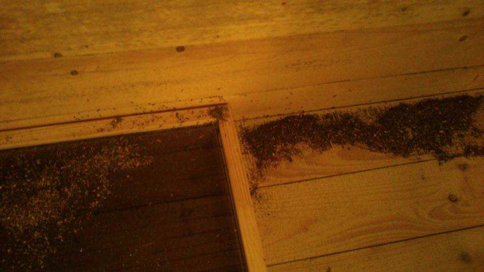 Причины появления муравьёв в частном доме и как от них избавиться