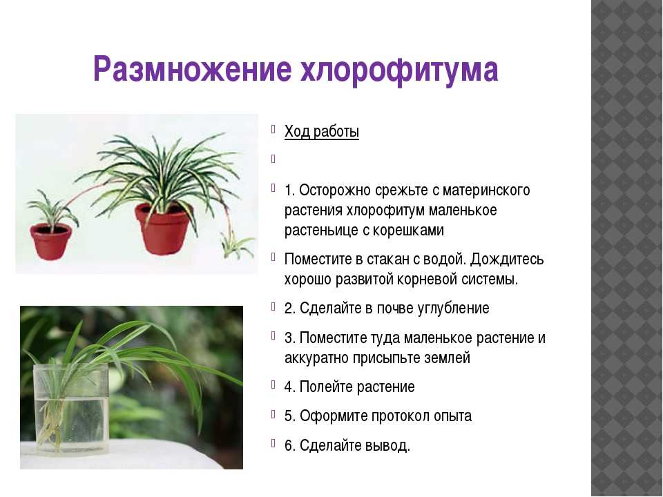Гептаплеурум (25 фото): что это за комнатное растение? уход в домашних условиях. размножение. чем отличается от шеффлеры?