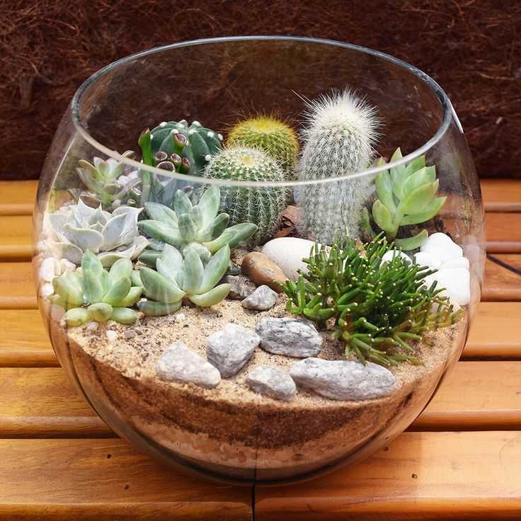 Композиции из суккулентов (33 фото): мини-садики из кактусов. как создать сад в одном горшке? как сделать новогодние композиции в стекле?