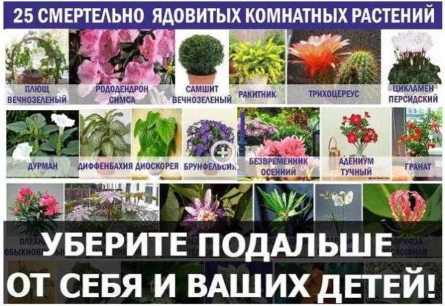 10 самых опасных ядовитых комнатных растений: описание, названия и фото