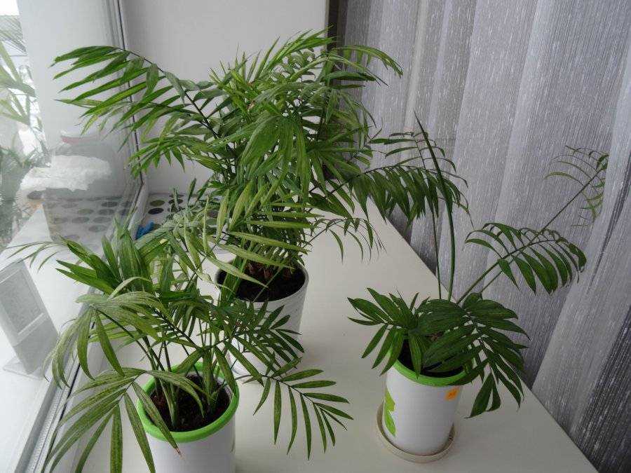 Хамедорея — выращивание бамбуковой пальмы в домашних условиях