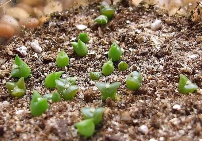 Как ухаживать за маленьким кактусом - theflowers