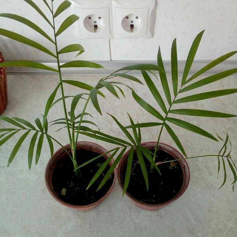 Хамедорея изящная (32 фото): уход в домашних условиях, пересадка пальмы после покупки в магазине, размножение и размеры