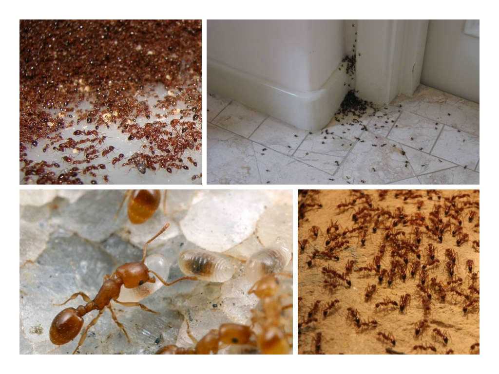 Как избавиться от муравьев на участке и в доме