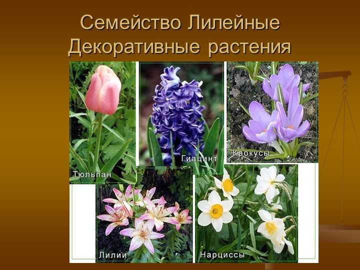 Выбор комнатных растений: советы начинающим цветоводам - проект "цветочки" - для цветоводов начинающих и профессионалов