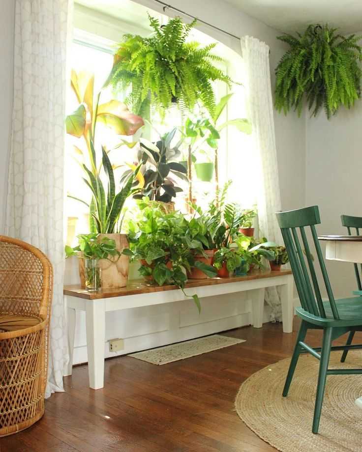 Вьющиеся комнатные растения: 31 разновидность с фото и названиями