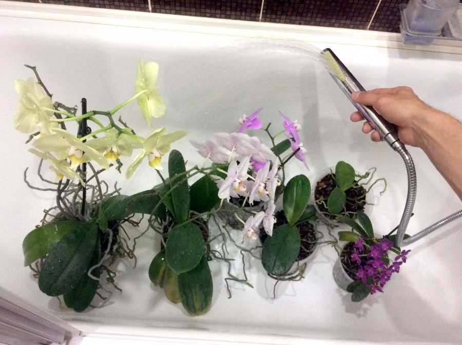 Орхидеи в интерьере квартиры - фото декоративного растения в горшке, лучшее место, куда её поставить дома зимой по фэншую, а также влияние внешнего вида и энергетики цветка на человека