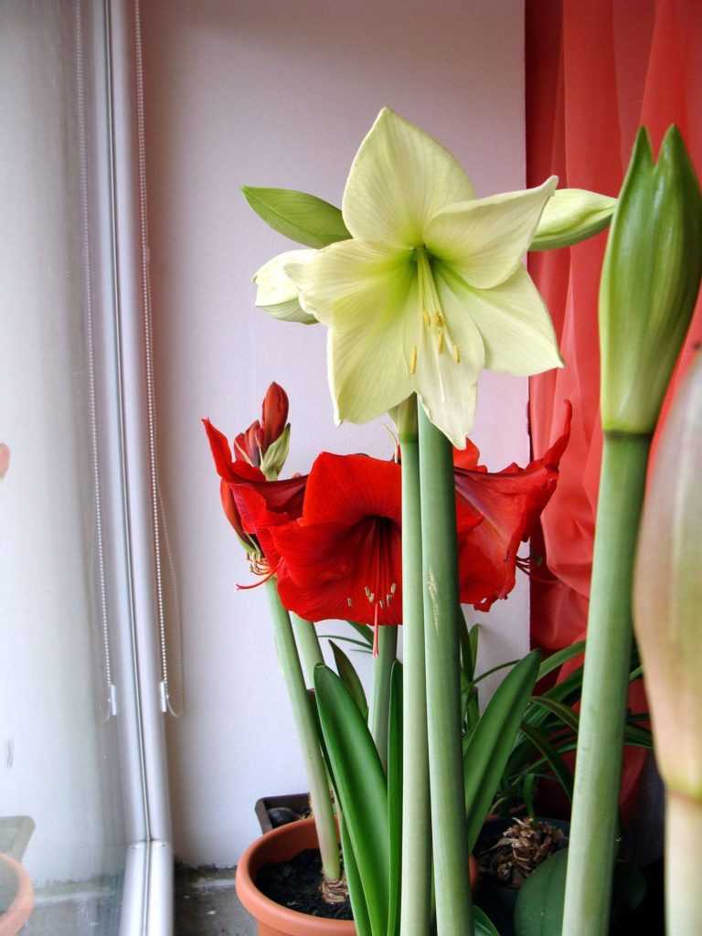 Гиппеаструм: все нюансы ухода за цветком в домашних условиях + фото и видео