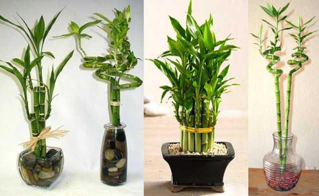 Драцена сандера - фото неприхотливого комнатного растения. особенности и тонкости ухода