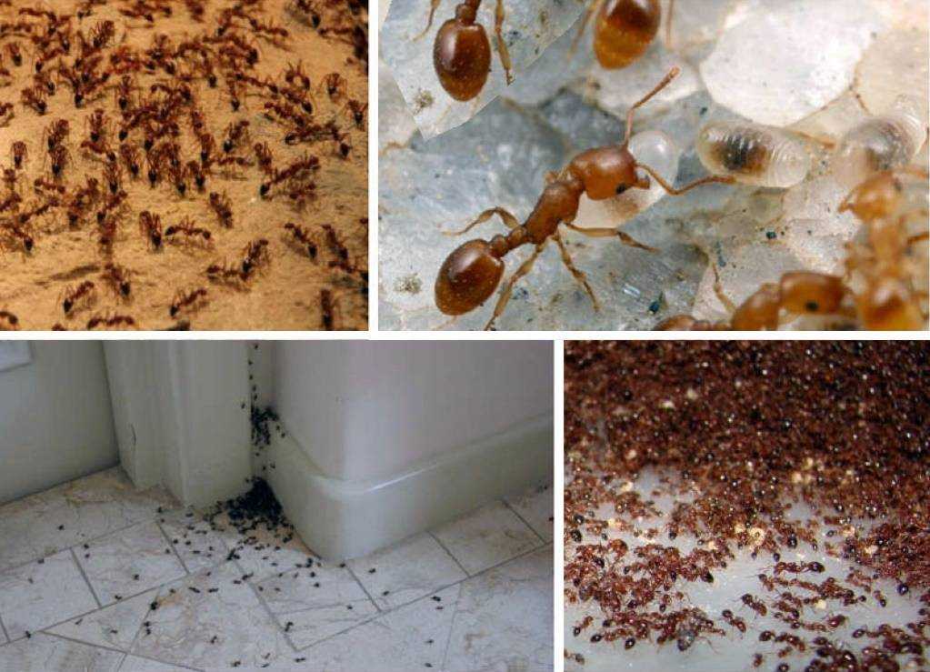 Виды муравьев живущих на участках и проникающие в деревянный дом, как с ними бороться