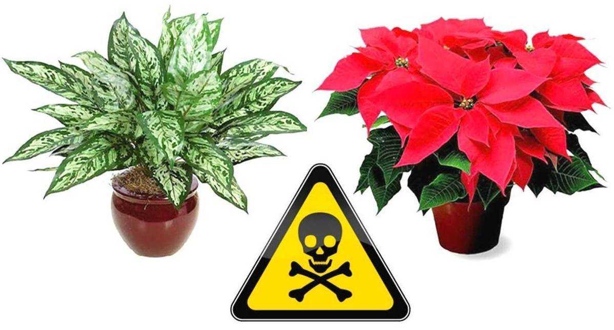 Ядовитые комнатные растения (фото и названия): 10 самых опасных растений, которые не стоит держать дома!