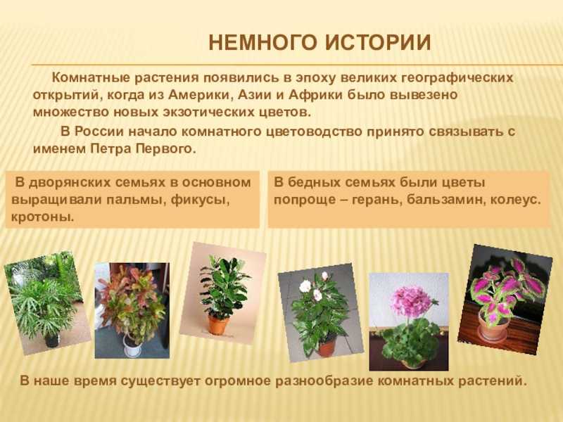 Драцена (49 фото): какая родина у комнатного растения и как оно выглядит? уход за цветами в домашних условиях