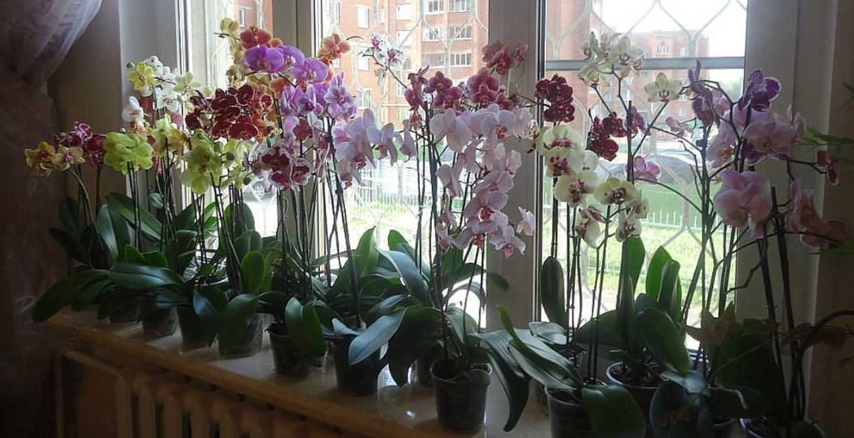 Можно ли держать орхидею дома, на кухне в условиях квартиры, а если нельзя, то почему?