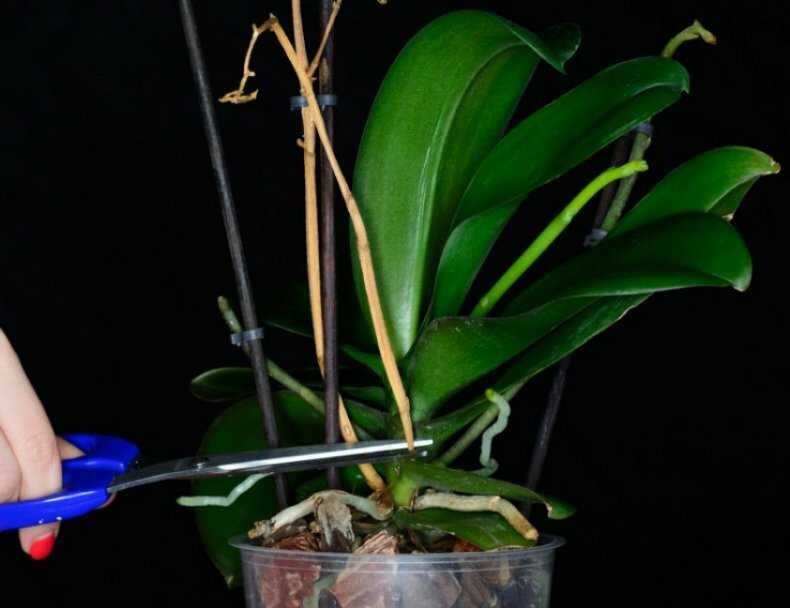 Как выращивать орхидеи из корней в домашних условиях: фото и видео от специалистов
