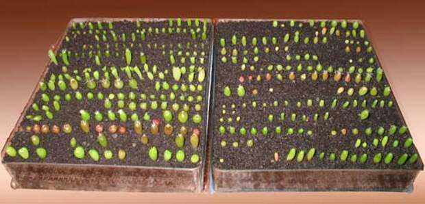 Уход за кактусами: полив, пересадка, выращивание из семян - в вопросах и ответах