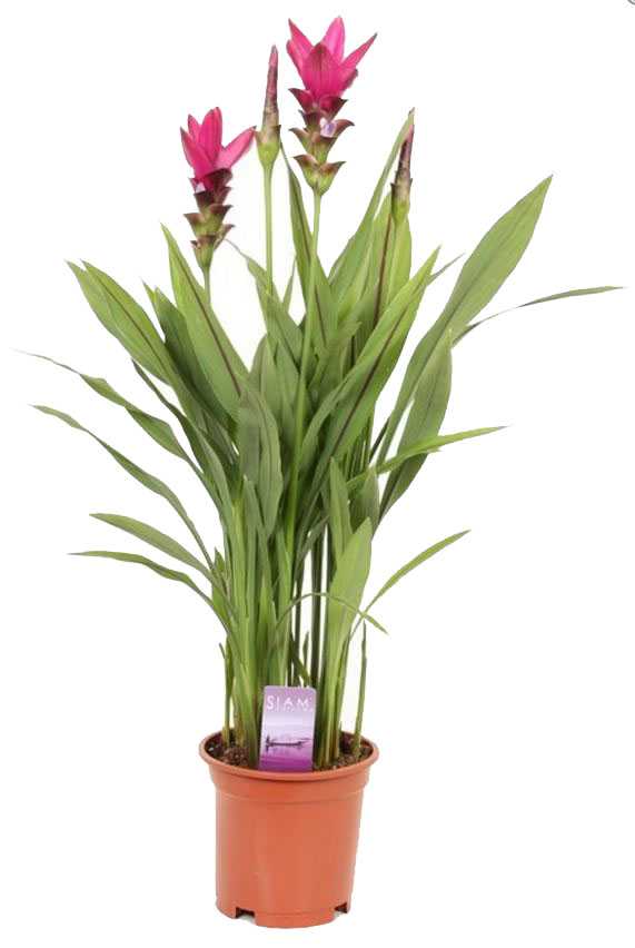 Растение куркума (44 фото): что это такое и как выглядит комнатный цветок? выращивание в домашних условиях. как ухаживать за растением после посадки семян в горшок?
