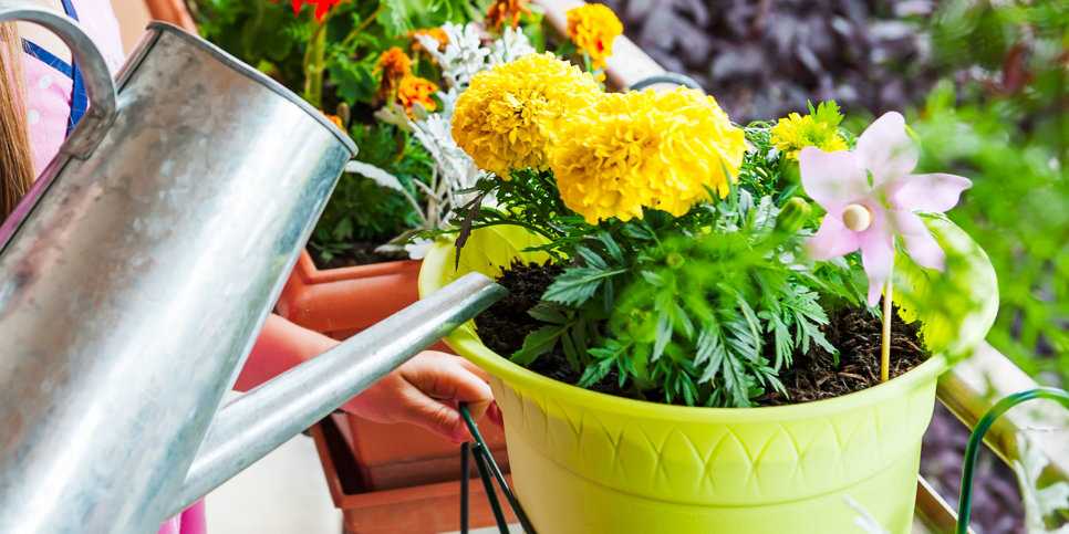 Капельный полив для комнатных растений: принцип работы и советы по организации