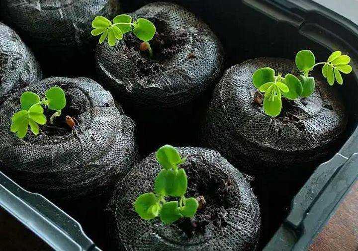 Выращивание мимозы стыдливой из семян в домашних условиях: уход за цветком