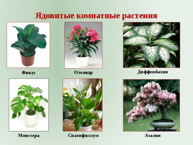 Беложилковый молочай комнатный ядовитый чем опасен - журнал садовода ryazanameli.ru