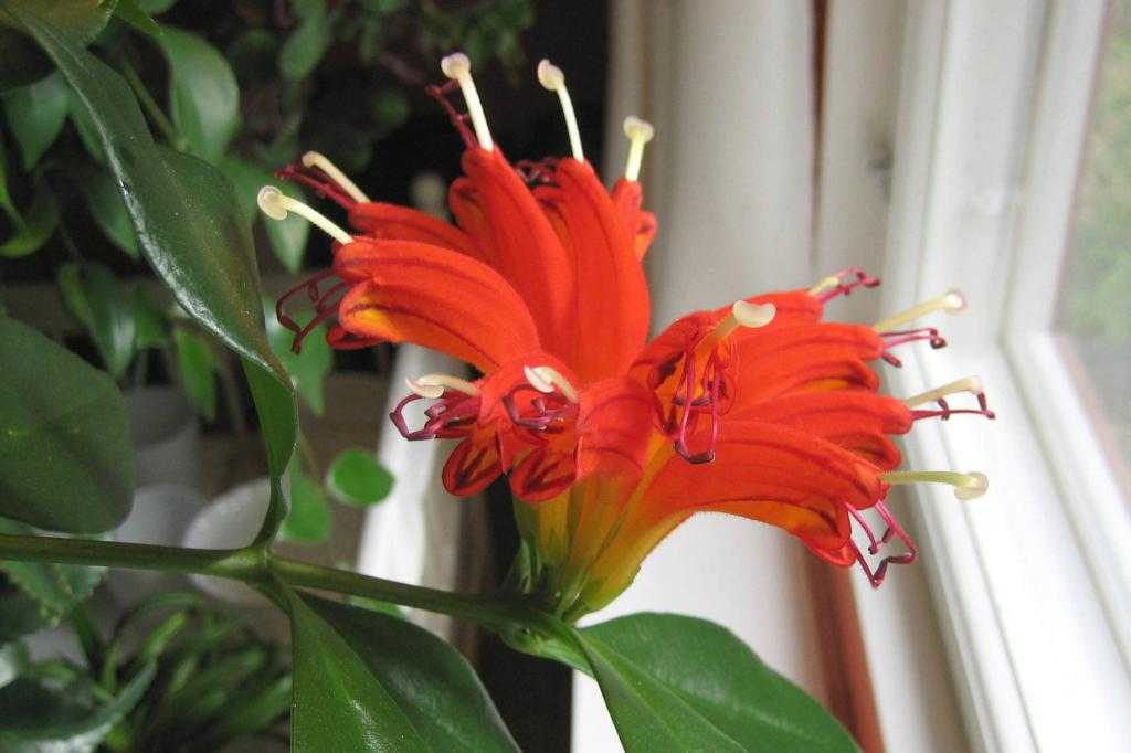 Комнатные лилии (51 фото): названия домашних цветков в горшках. что делать после того, как отцвела луковичная лилия? как ухаживать в домашних условиях?