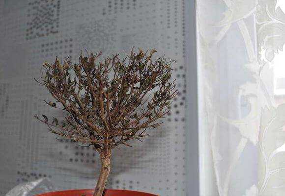 Мирт обыкновенный уход в домашних условиях размножение черенками обрезка миртового дерева