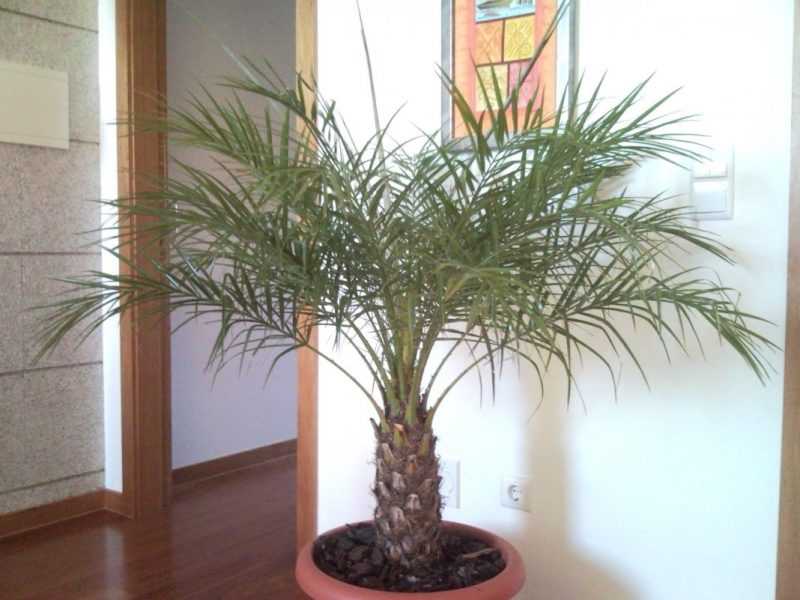 Домашние пальмы: разновидности, фото и названия комнатных растений