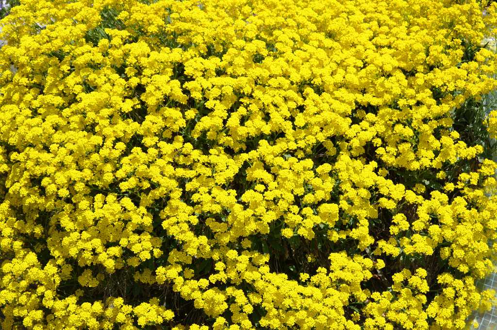 Выбираем комнатные растения с желтыми цветами