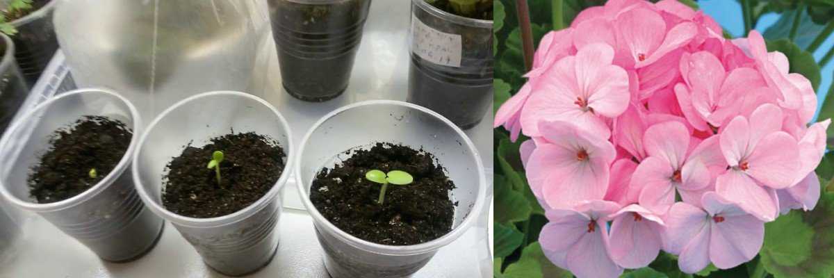 Как вырастить комнатный цветок из семян