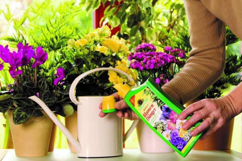 Удобрения для цветов: подкормки садовым и домашним растениям.